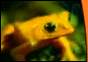 Golden Toad