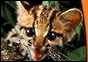Tree Ocelot